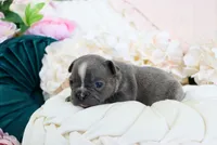 Chloe, a female French Bulldog for sale in Rock Valley, IA – 2 of 4