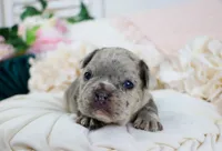 Shai, a male French Bulldog for sale in Rock Valley, IA – 1 of 6