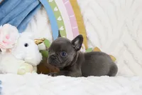 Naiya, a female French Bulldog for sale in Rock Valley, IA – 5 of 6