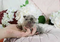 Mila, a female French Bulldog for sale in Rock Valley, IA – Photo 2 of 4