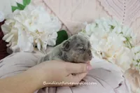 Mila, a female French Bulldog for sale in Rock Valley, IA – Photo 3 of 4