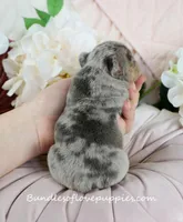 Mila, a female French Bulldog for sale in Rock Valley, IA – Photo 4 of 4