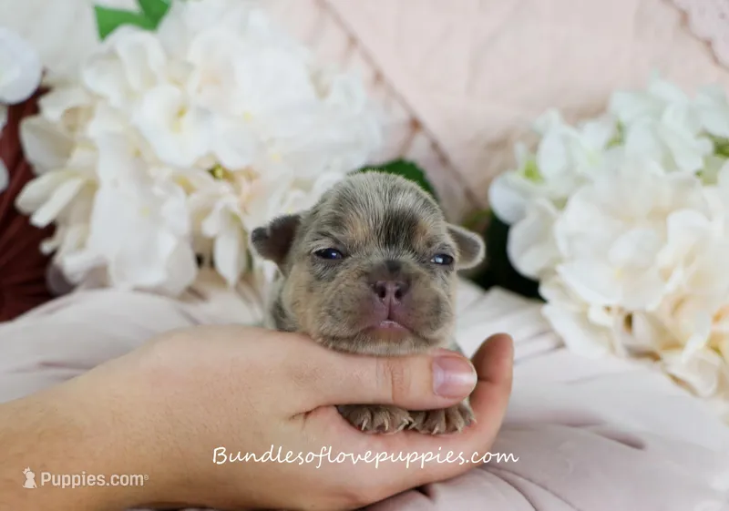 Mila – French Bulldog puppy for sale in Rock Valley, IA