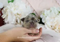 Mila, a female French Bulldog for sale in Rock Valley, IA – Photo 1 of 4