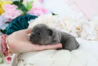 Shay, a male French Bulldog for sale in Rock Valley, IA – 4 of 5