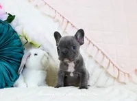 Ripley, a male French Bulldog for sale in Rock Valley, IA – Photo 4 of 5