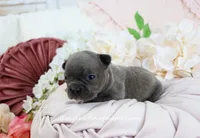 Ripley, a male French Bulldog for sale in Rock Valley, IA – Photo 3 of 4