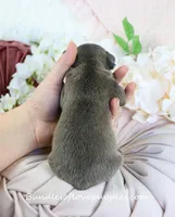 Ripley, a male French Bulldog for sale in Rock Valley, IA – Photo 4 of 4