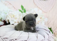 Ripley, a male French Bulldog for sale in Rock Valley, IA – Photo 1 of 4