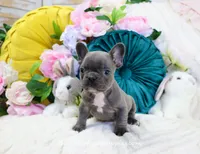 Ripley, a male French Bulldog for sale in Rock Valley, IA – Photo 3 of 5