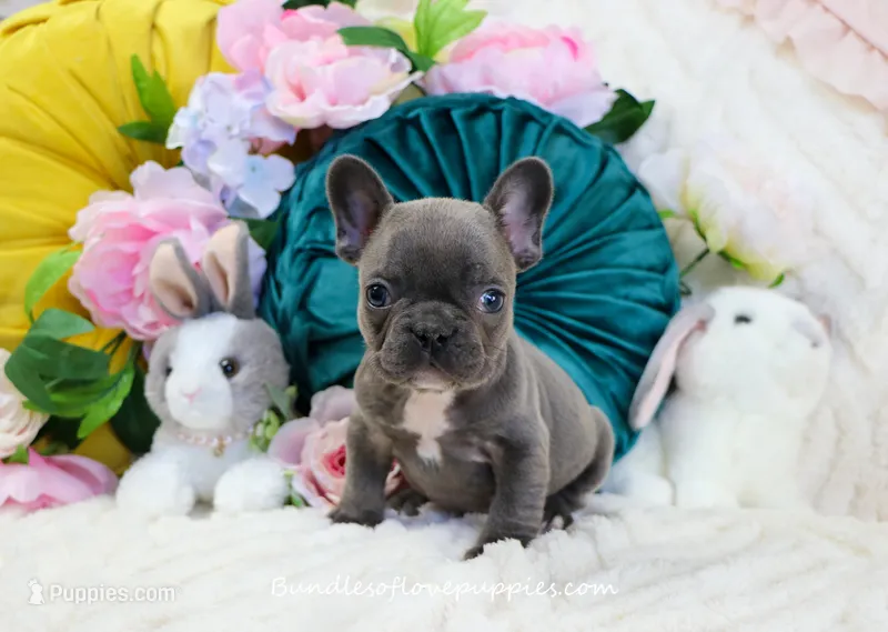 Ripley – French Bulldog puppy for sale in Rock Valley, IA
