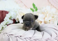 Ripley, a male French Bulldog for sale in Rock Valley, IA – Photo 2 of 4