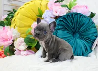 Ripley, a male French Bulldog for sale in Rock Valley, IA – Photo 2 of 5