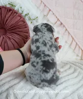 Quincy, a male French Bulldog for sale in Rock Valley, IA – Photo 5 of 5