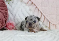 Quinna, a female French Bulldog for sale in Rock Valley, IA – Photo 2 of 5