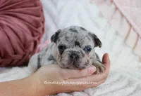 Quinna, a female French Bulldog for sale in Rock Valley, IA – Photo 1 of 5