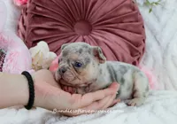 Qila, a female French Bulldog for sale in Rock Valley, IA – Photo 4 of 7