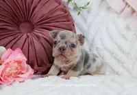 Qila, a female French Bulldog for sale in Rock Valley, IA – Photo 1 of 7