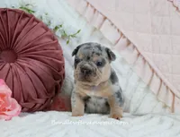 Quincy, a male French Bulldog for sale in Rock Valley, IA – Photo 2 of 5