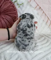 Quinna, a female French Bulldog for sale in Rock Valley, IA – Photo 5 of 5