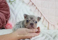 Qila, a female French Bulldog for sale in Rock Valley, IA – Photo 3 of 7