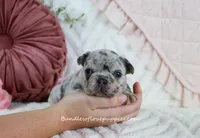 Quinna, a female French Bulldog for sale in Rock Valley, IA – Photo 3 of 5