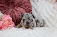 Quinna, a female French Bulldog for sale in Rock Valley, IA – Photo 4 of 5