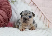 Quincy, a male French Bulldog for sale in Rock Valley, IA – Photo 1 of 5