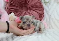 Qila, a female French Bulldog for sale in Rock Valley, IA – Photo 2 of 7