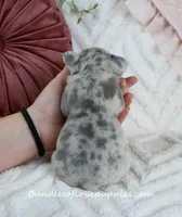 Qila, a female French Bulldog for sale in Rock Valley, IA – Photo 7 of 7