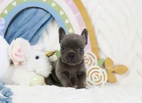 Naiya, a female French Bulldog for sale in Rock Valley, IA – 3 of 6