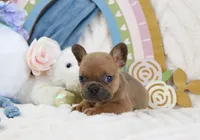 Minnie, a female French Bulldog for sale in Rock Valley, IA – 4 of 6