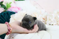 Luca, a male French Bulldog for sale in Rock Valley, IA – 1 of 3