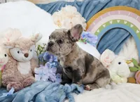 Shai, a male French Bulldog for sale in Rock Valley, IA – 5 of 7