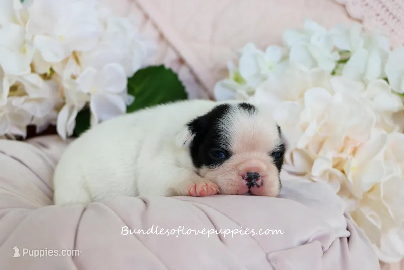Raye – French Bulldog puppy for sale in Rock Valley, IA