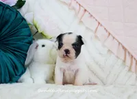 Raye, a female French Bulldog for sale in Rock Valley, IA – Photo 1 of 4