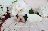 Raye, a female French Bulldog for sale in Rock Valley, IA – Photo 3 of 4