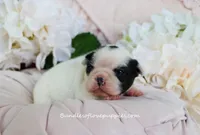 Raye, a female French Bulldog for sale in Rock Valley, IA – Photo 2 of 4