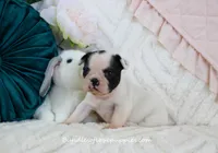Raye, a female French Bulldog for sale in Rock Valley, IA – Photo 3 of 4