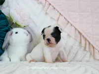 Raye, a female French Bulldog for sale in Rock Valley, IA – Photo 2 of 4