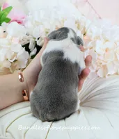 Ivy, a female French Bulldog for sale in Rock Valley, IA – 5 of 5