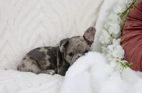 Shai, a male French Bulldog for sale in Rock Valley, IA – 4 of 7