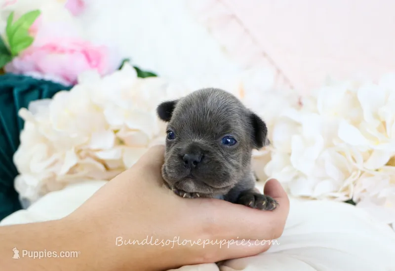 Elle – French Bulldog puppy for sale in Rock Valley, IA