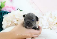 Elle, a male French Bulldog for sale in Rock Valley, IA – 1 of 4