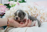 Ivy, a female French Bulldog for sale in Rock Valley, IA – 4 of 5