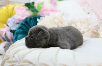 Gryffin, a male French Bulldog for sale in Rock Valley, IA – 3 of 5