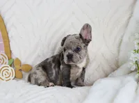 Shai, a male French Bulldog for sale in Rock Valley, IA – 2 of 7