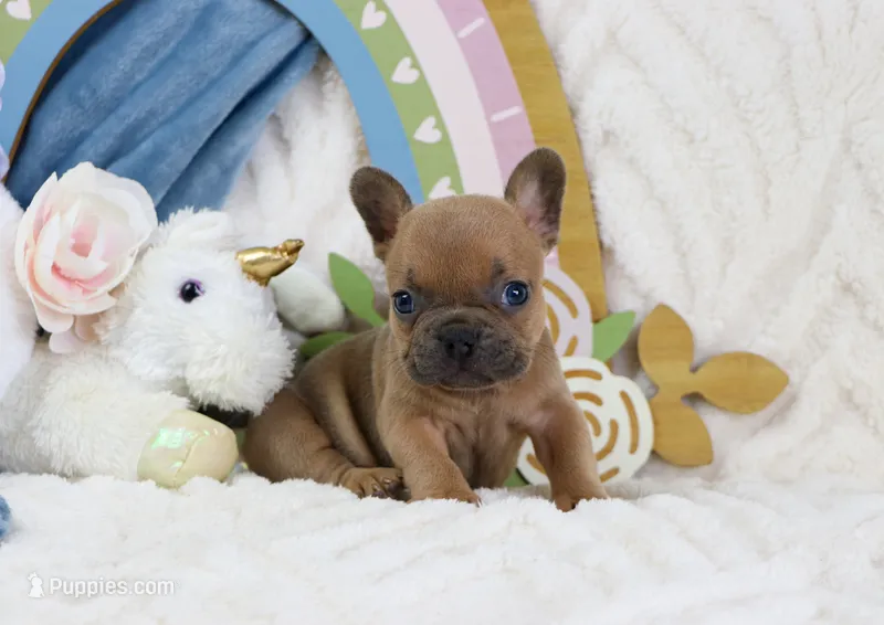 Minnie – French Bulldog puppy for sale in Rock Valley, IA