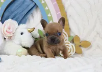 Minnie, a female French Bulldog for sale in Rock Valley, IA – 1 of 6