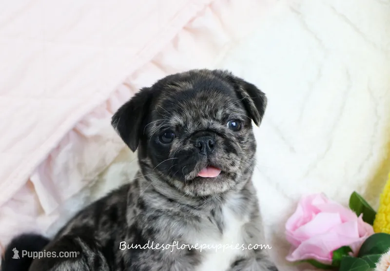Ebony – Pug puppy for sale in Rock Valley, IA